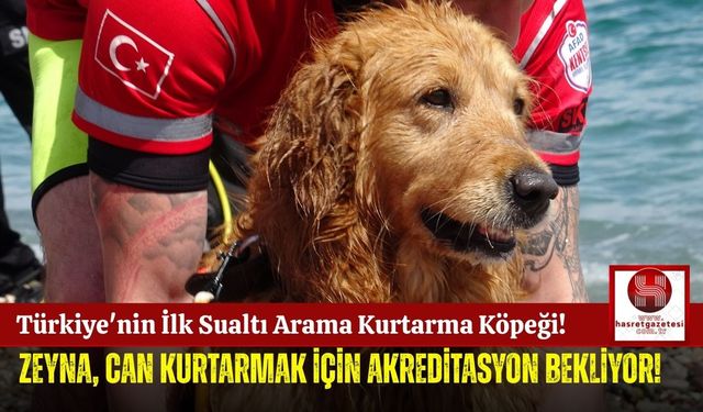 Türkiye'nin İlk Su Altı Kurtarma Köpeği Zeyna!