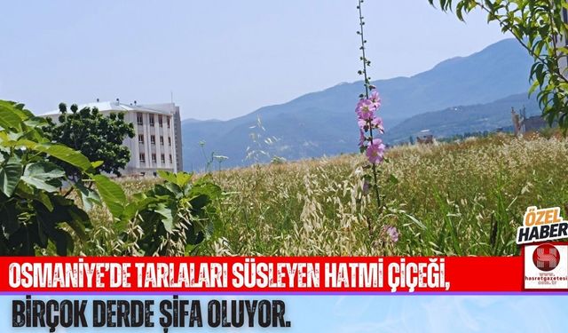 Osmaniye Ovalarında Açan Sessiz Şifa: Hatmi Çiçeği