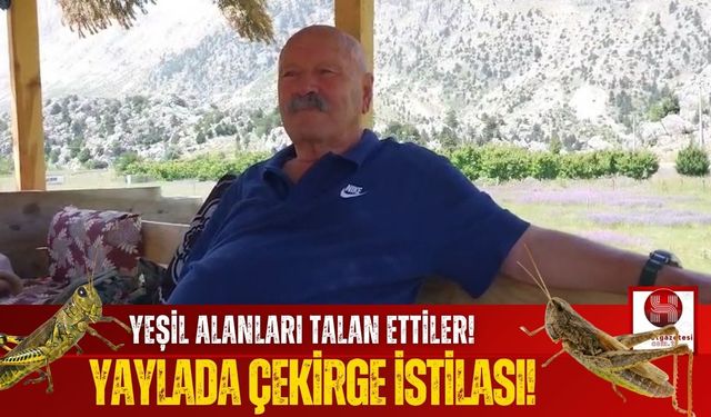 Yaylada Çekirge İstilası! Hayvancılık Yapanlar Zor Durumda!