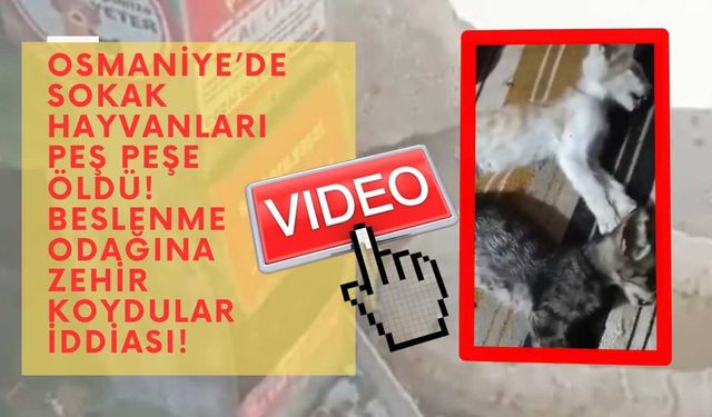 Osmaniye’de sokak hayvanları peş peşe öldü! Beslenme odağına zehir koydular iddiası!