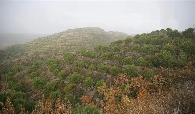Tarım ve Orman Bakanlığı’ndan 2026 Vizyonu! Yangına Dirençli Ormanlar, Ekoturizm ve Sürdürülebilir Yeşil Dönüşüm