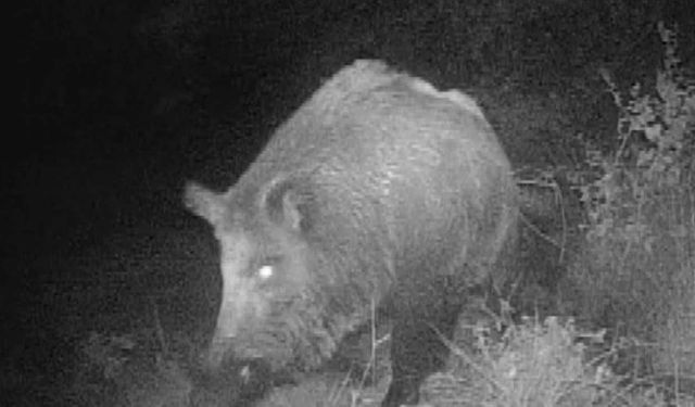 Fotokapanla Yaban Hayatı Görüntülüyor