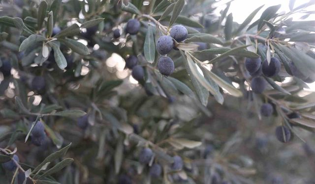 Zeytin mi, Kömbe mi, Turşu mu? Osmaniye’de Evlerin Baştacı Belli Oldu!