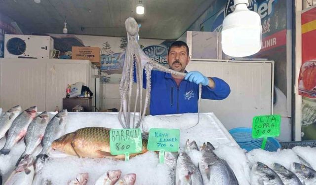 Kahramanmaraş’ta Denize Hasret Balık Sevgisi Artıyor