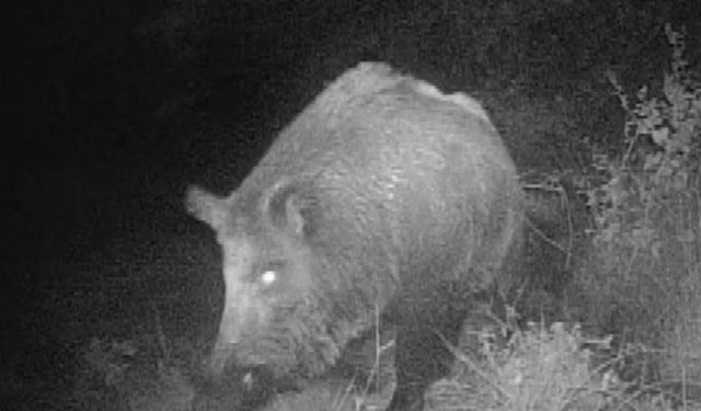 Kahramanmaraş’ta Doğa Tutkunu Genç Yaban Hayatını Fotokapanla Görüntülüyor