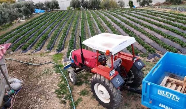 Mersin’de Kış Ortasında Çilek Hasadı: Bahçede Kilogramı 130 TL