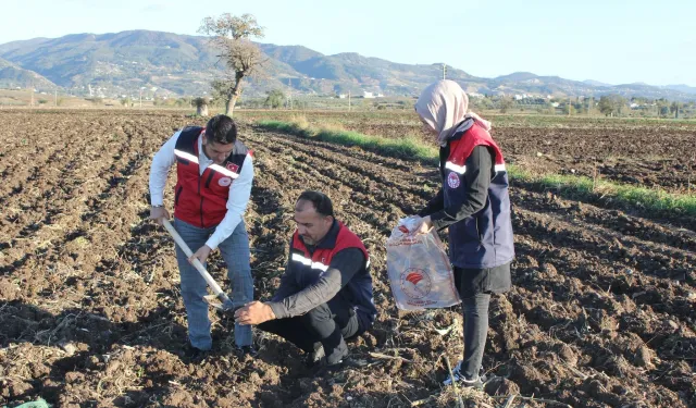 Osmaniye Düziçi’nde Tarıma Bilimsel Dokunuş Toprak Analiziyle Verim Artacak