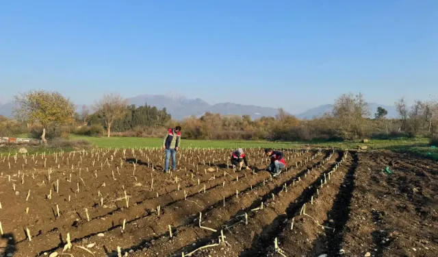 Osmaniye'nin Düziçi İlçesinde Ekili Alanlarda İlk Filizler Toprakla Buluştu