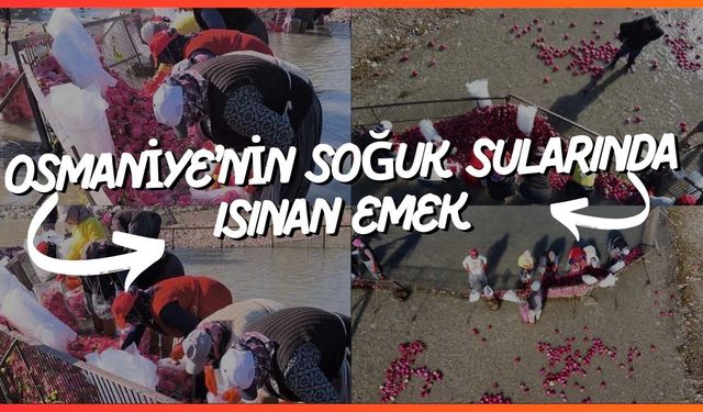 Osmaniye’nin Soğuk Sularında Isınan Emek