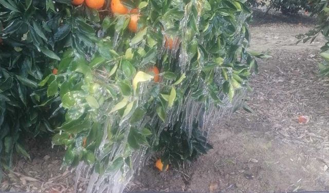 Adana’da Portakal Ağaçları Buz Tuttu: Çiftçi Don Tehlikesiyle Karşı Karşıya