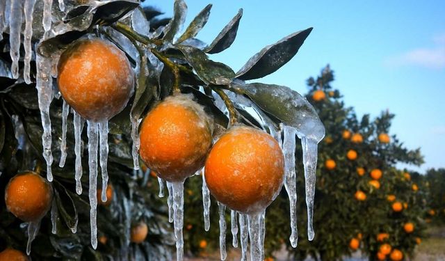 Adana’da Zirai Don Uyarısı: Gece Sıcaklıkları Eksi Derecelere Düşecek