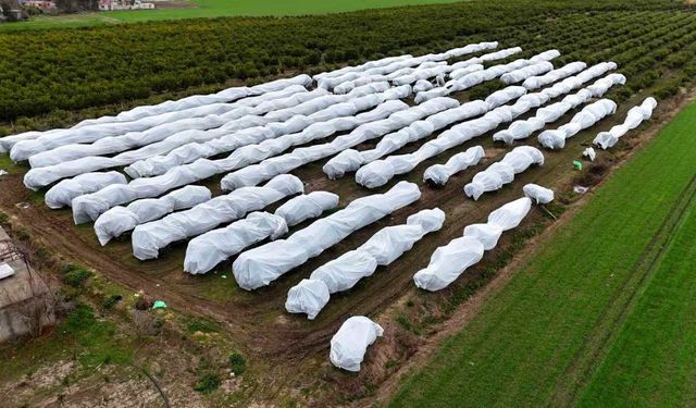 Çukurova çiftçisinden don önlemi 15 dönüm limon bahçesi fileyle kaplandı