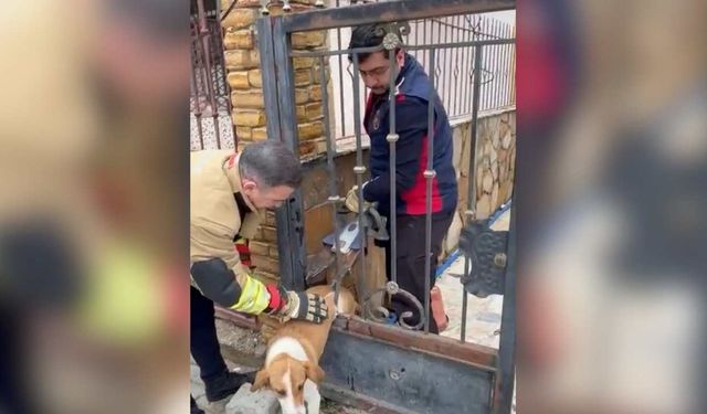 Demir korkuluklara sıkışan köpeği itfaiye ekipleri kurtardı