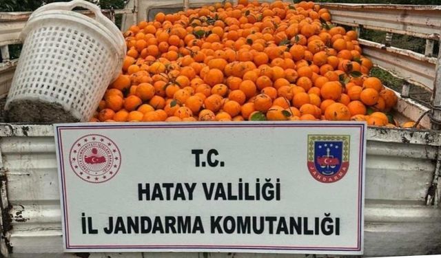 Portakal çalarken suçüstü yakalandılar: 5 kişi gözaltına alındı
