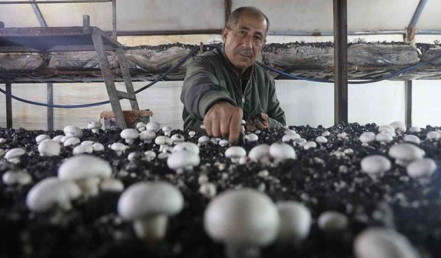 Ahırda Başladı, 3 Çadırla Büyüdü