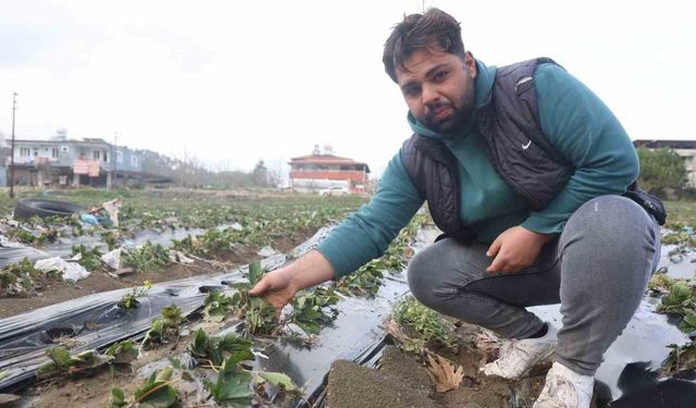 Çilek bahçesi selle su altında kaldı