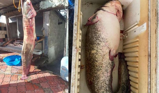 Kilosu 500 TL Ama Kapış Kapış Gidiyor! Osmaniye'de Ağlara Öyle Bir Şey Takıldı Ki...