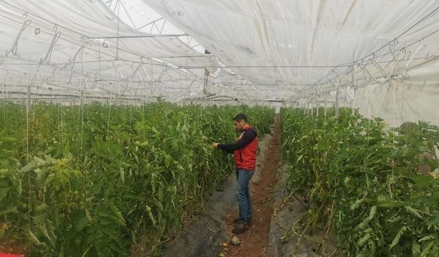 Osmaniyeli Üreticiler Dikkat! Yağış Sonrası Hastalık Riski Kapıda