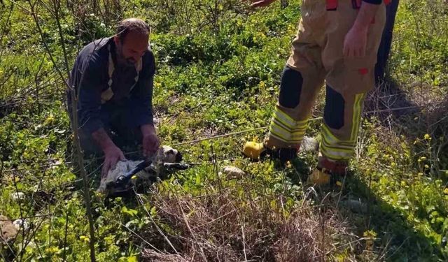 Defne’de Kuyuya Düşen Kuzu İtfaiye Ekiplerince Kurtarıldı