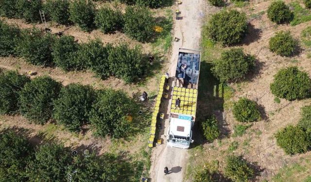 Dikenli Limon Hasadı Üreticiyi Sevindirdi