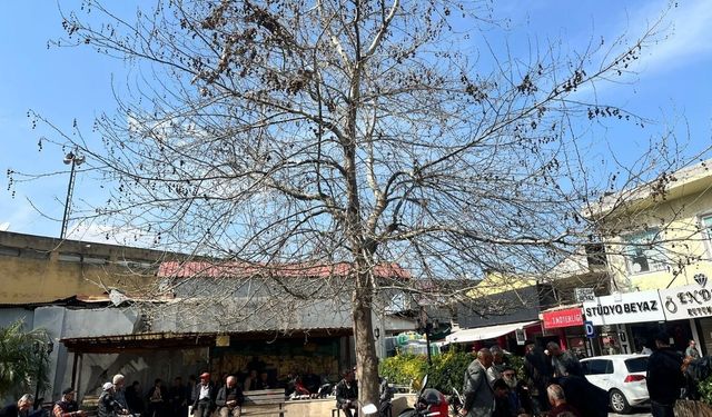 Osmaniye’de Çınarlı Kahve’de Havaların Isınmasıyla Birlikte Sohbetler Başladı