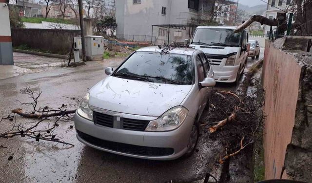Osmaniye’de Fırtına Çam Ağacını Devirip Otomobilin Üzerine Düşürdü