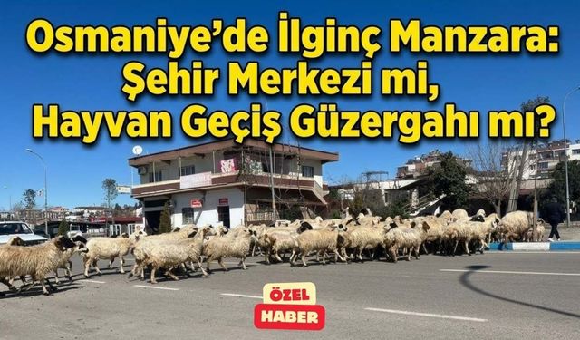 Osmaniye'de İlginç Manzara: Şehir Merkezi mi, Hayvan Geçiş Güzergahı mı?