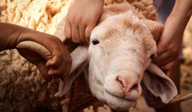 Osmaniye'de kurban fiyatları belli oldu mu? İşte beklenen fiyatlar