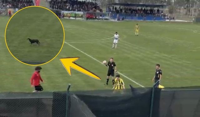 Osmaniye’de Maça Damga Vuran Misafir: Sahaya Giren Köpek Oyunu Durdurdu!