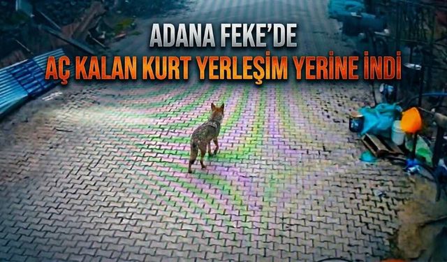 Adana Feke’de Aç Kalan Kurt Yerleşim Yerine İndi