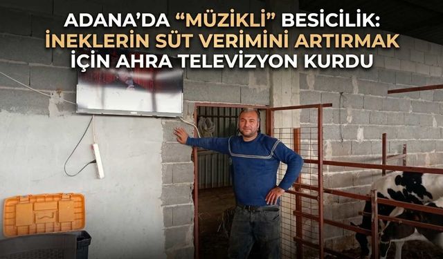 Adana’da "Müzikli" Besicilik: İneklerin Süt Verimini Artırmak İçin Ahıra Televizyon Kurdu
