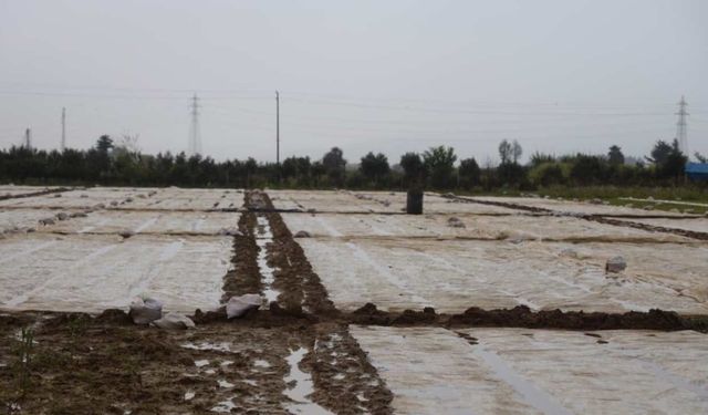 Amik Ovası’nda Dolu Kabusu: Hasat Yolundaki Kayısılar Dalında Vuruldu