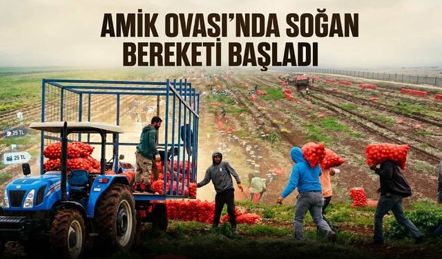 Amik Ovası’nda Soğan Bereketi Başladı