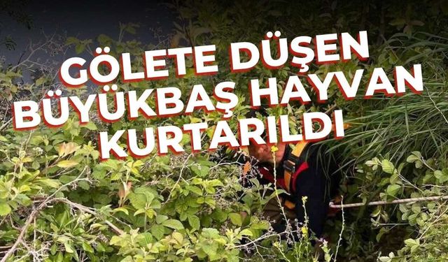 Gölete düşen büyükbaş hayvan kurtarıldı