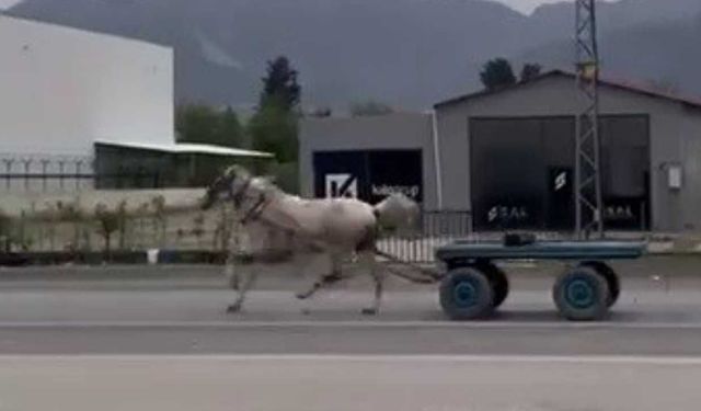 Hatay’da trafikte başıboş at paniği