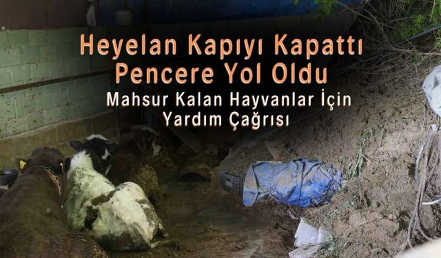 Heyelan Kapıyı Kapattı, Pencere Yol Oldu: Mahsur Kalan Hayvanlar İçin Yardım Çağrısı