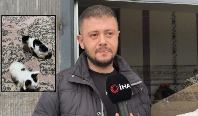 Kadirli’de Selden Can Pazarı: Esnaf Batuhan Çuhadar Anne Kedi ve Yavrularını Kurtardı