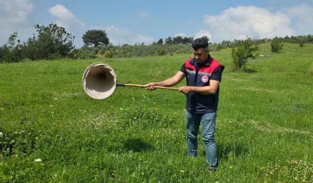 Osmaniye’de Çekirge Alarmı! Teknik Ekipler Sahaya İndi