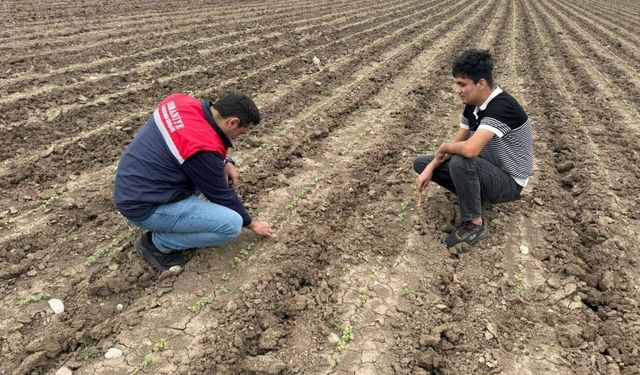 Osmaniyeli Üreticilere Kritik Uyarı: Yağış Sonrası Bu Adımlara Dikkat!