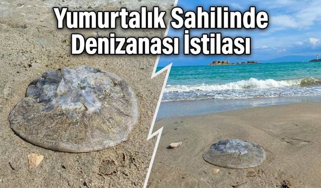 Yumurtalık Sahilinde Denizanası İstilası