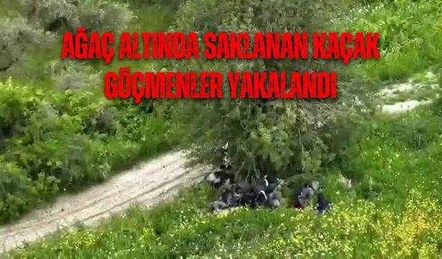 Ağaç Altında Saklanan Kaçak Göçmenler Yakalandı