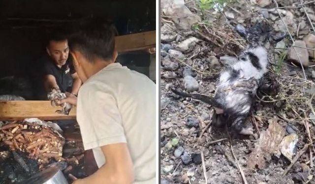 Düziçi'ndeki Yangında Anne Kedi ve 3 Yavrusu İtfaiye Tarafından Kurtarıldı