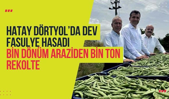 Hatay Dörtyol’da Dev Fasulye Hasadı: Bin Dönüm Araziden Bin Ton Rekolte