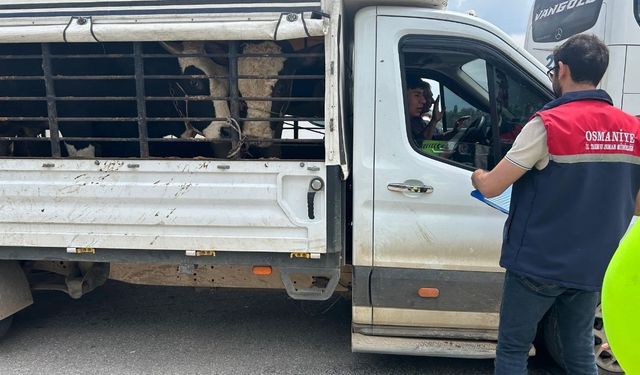 Osmaniye'de Kurban Bayramı Öncesi Sıkı Hayvan Sevkiyatı Denetimi
