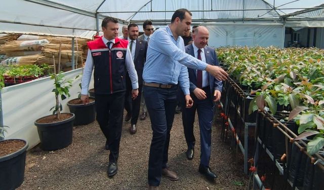 Sumbas Ekonomisine Avokado Dopingi: Vali Yerinde İnceledi