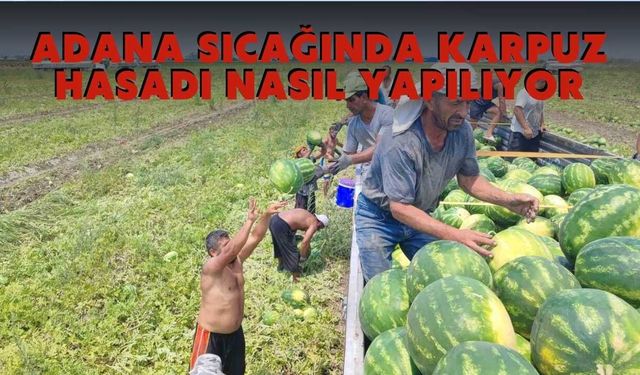 Adana sıcağında karpuz hasadı nasıl yapılıyor
