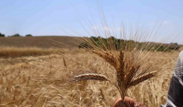 Adana topraklarında ata tohumu karakılçık buğdayı nasıl geri döndü?