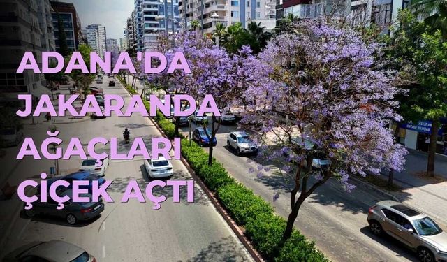 Adana'da Jakaranda Ağaçları Çiçek Açtı