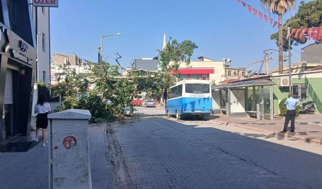 Cumhuriyet'in Koca Çınarı Devrildi