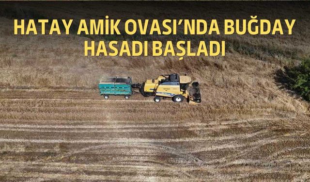 Hatay Amik Ovası’nda Buğday Hasadı Başladı